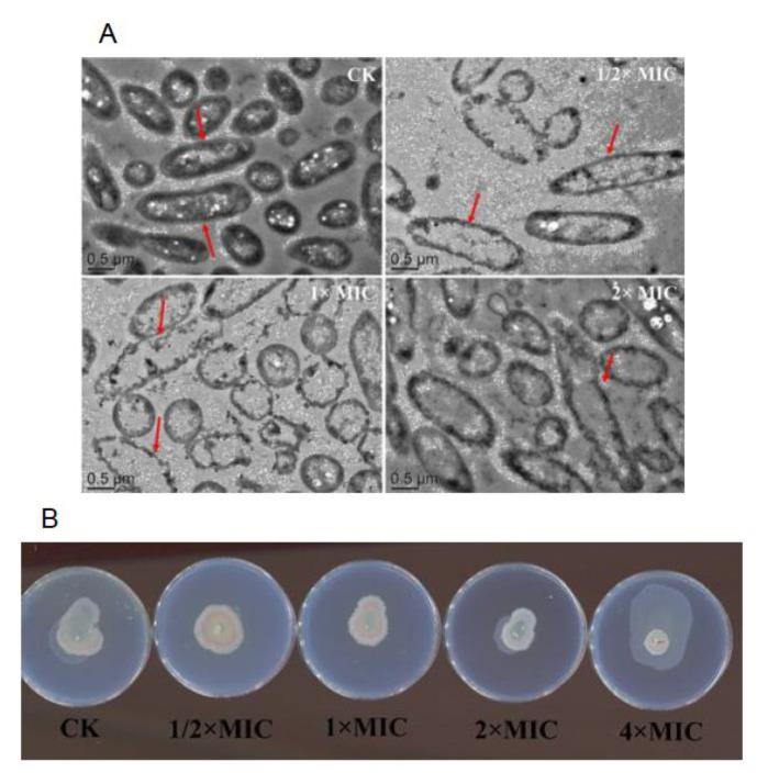https://cdn.ncbi.nlm.nih.gov/pmc/blobs/2305/10096342/e570a57fc9aa/molecules-28-03102-g005.jpg