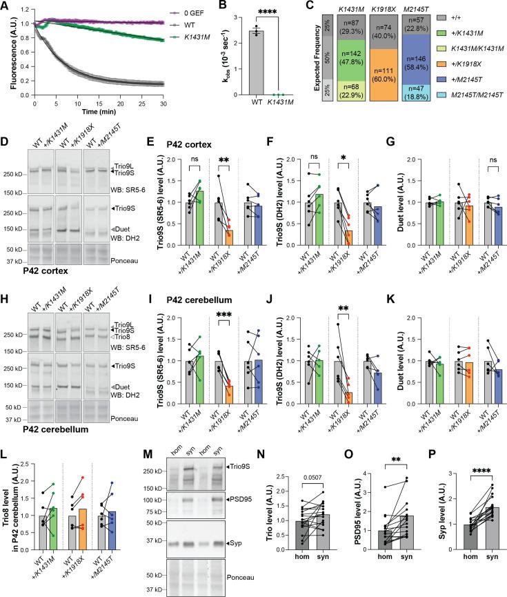 https://cdn.ncbi.nlm.nih.gov/pmc/blobs/2308/12148328/3052f6c8009e/elife-103620-fig1-figsupp1.jpg
