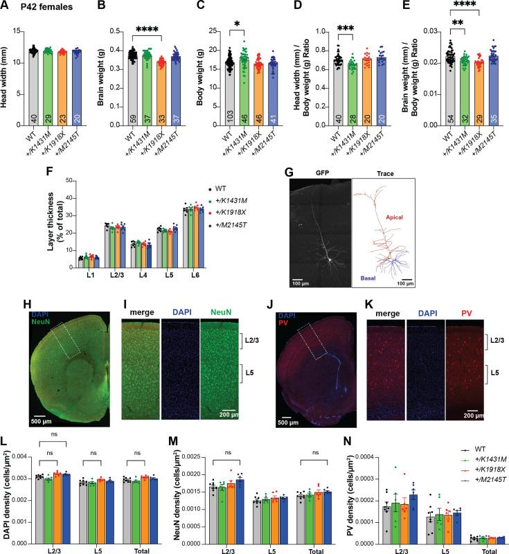 https://cdn.ncbi.nlm.nih.gov/pmc/blobs/2308/12148328/6721dc507a1f/elife-103620-fig3-figsupp1.jpg