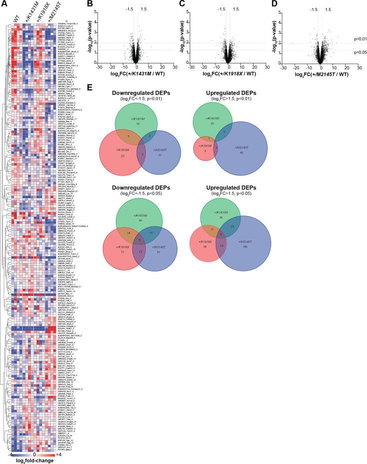 https://cdn.ncbi.nlm.nih.gov/pmc/blobs/2308/12148328/bba0299b335e/elife-103620-fig7-figsupp1.jpg