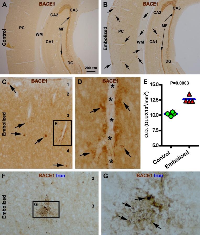 https://cdn.ncbi.nlm.nih.gov/pmc/blobs/2308/4484418/5d62b76bb4a4/oncotarget-06-10772-g005.jpg