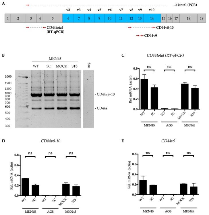 https://cdn.ncbi.nlm.nih.gov/pmc/blobs/2309/7072479/2ce4a349dc22/cells-09-00264-g002.jpg