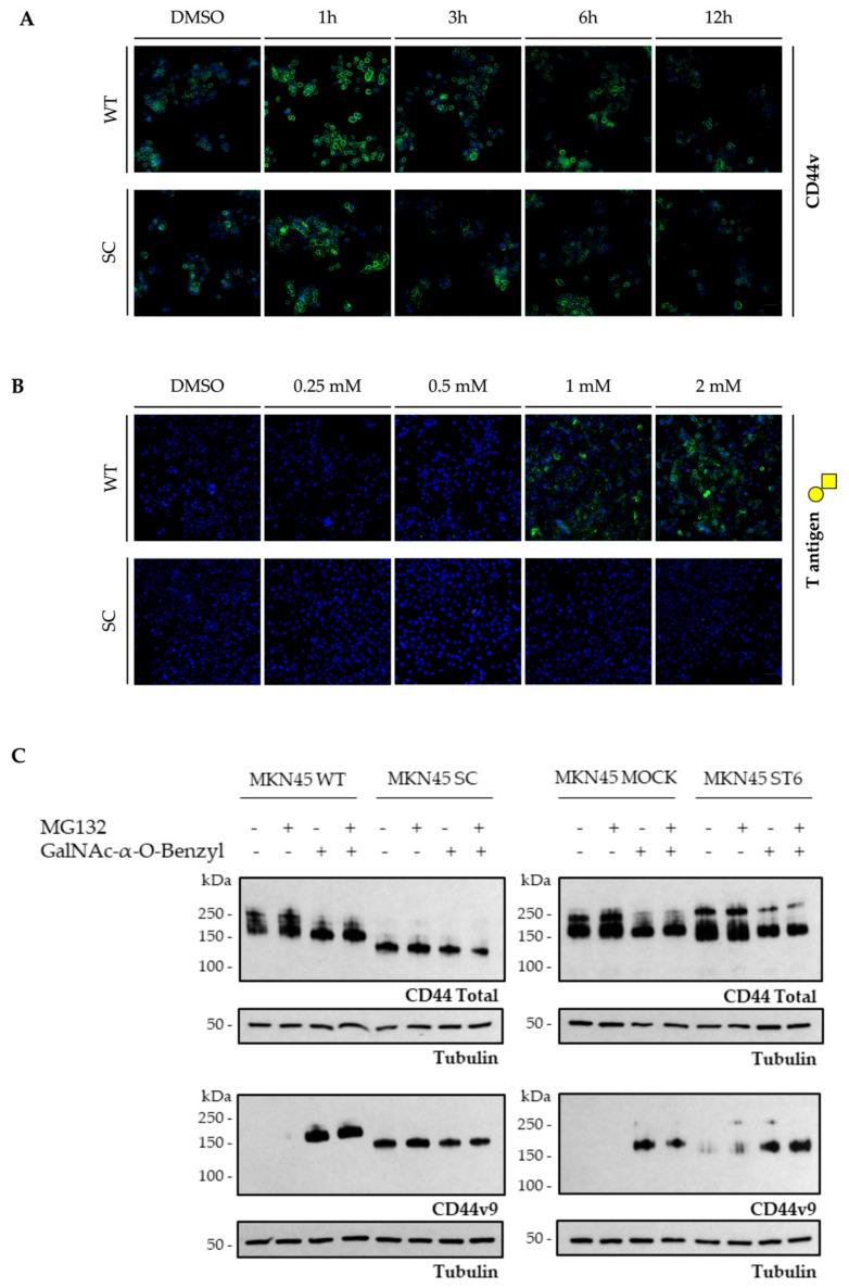 https://cdn.ncbi.nlm.nih.gov/pmc/blobs/2309/7072479/3ba05fadb6d9/cells-09-00264-g004.jpg
