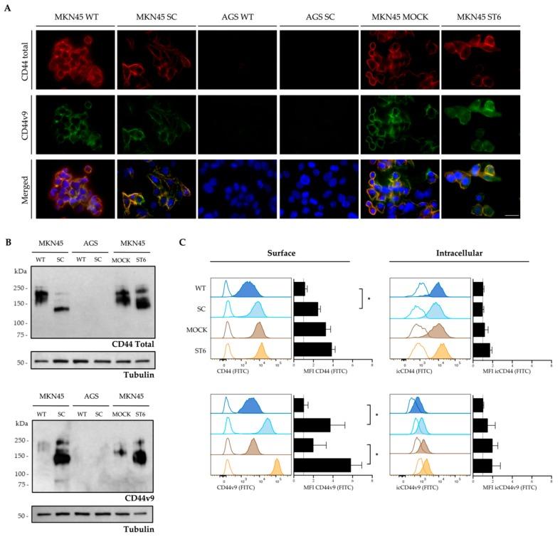 https://cdn.ncbi.nlm.nih.gov/pmc/blobs/2309/7072479/b0e2fa4f906d/cells-09-00264-g003.jpg