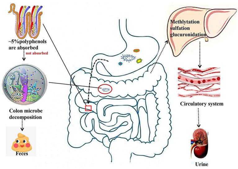 https://cdn.ncbi.nlm.nih.gov/pmc/blobs/2311/7921316/198b42263f0a/fimmu-12-635484-g0001.jpg