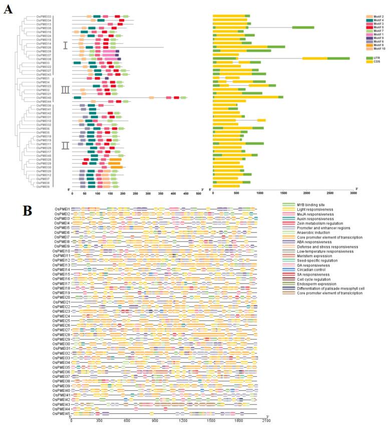 https://cdn.ncbi.nlm.nih.gov/pmc/blobs/2311/9784561/3d846bf62b85/ijms-23-16082-g002a.jpg