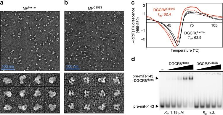 https://cdn.ncbi.nlm.nih.gov/pmc/blobs/2317/5700927/14b504a10688/41467_2017_1713_Fig4_HTML.jpg