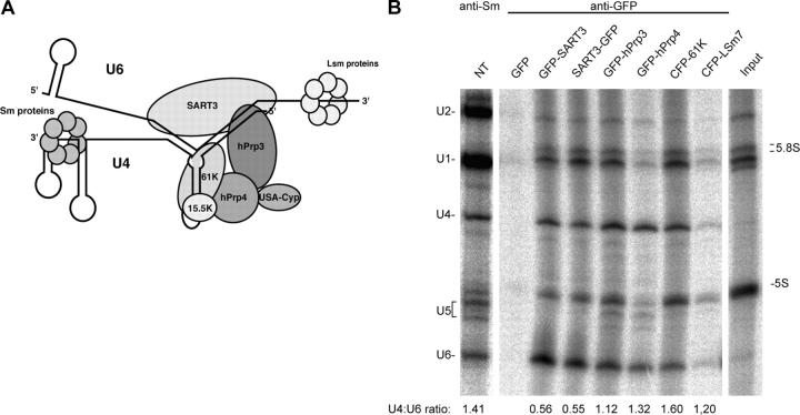 https://cdn.ncbi.nlm.nih.gov/pmc/blobs/2319/2172029/c0810615dc24/200405160f3.jpg