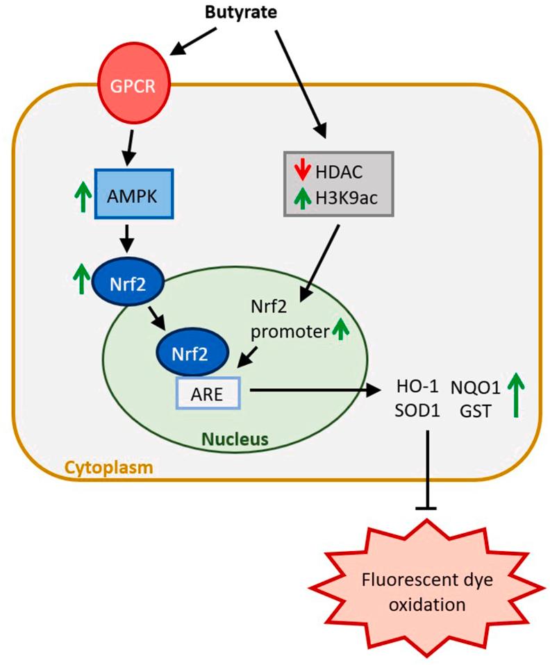 https://cdn.ncbi.nlm.nih.gov/pmc/blobs/231a/10891329/a70a679f0a84/gr2.jpg