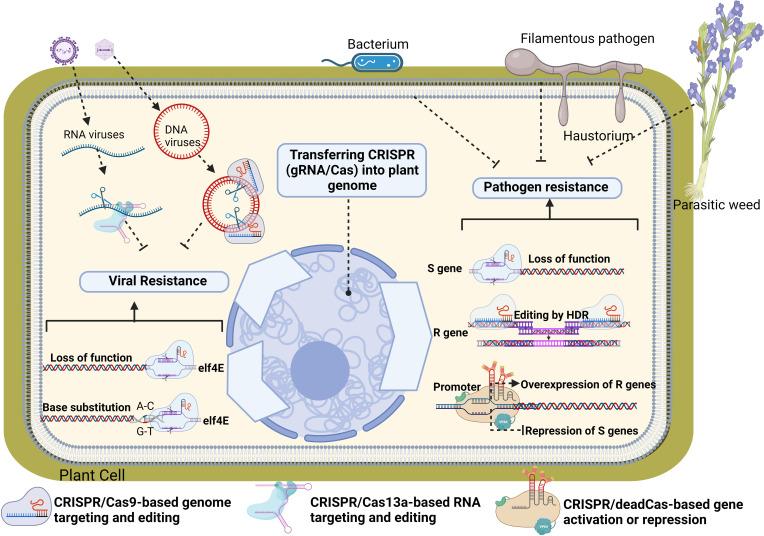 https://cdn.ncbi.nlm.nih.gov/pmc/blobs/231c/10641503/2ff943ebd86e/fpls-14-1231013-g002.jpg