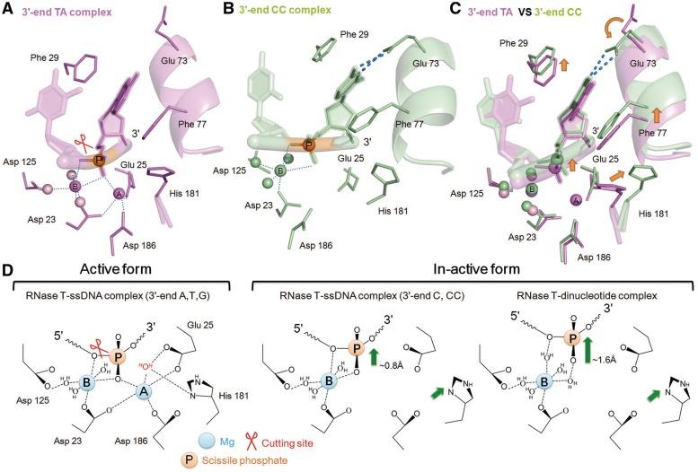 https://cdn.ncbi.nlm.nih.gov/pmc/blobs/231c/3439924/190df2d10266/gks548f3.jpg