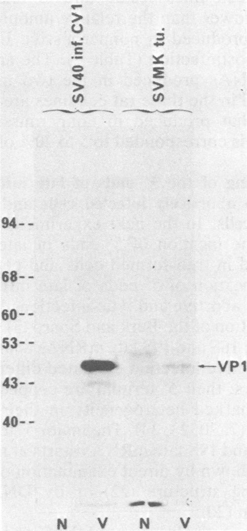 https://cdn.ncbi.nlm.nih.gov/pmc/blobs/231e/256552/c6e647e06dd1/jvirol00147-0091-a.jpg