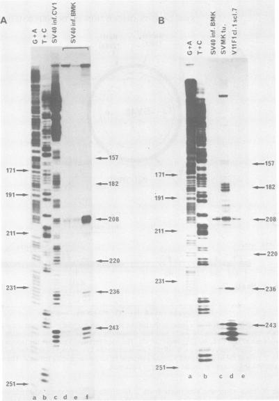 https://cdn.ncbi.nlm.nih.gov/pmc/blobs/231e/256552/d99d625ec1a7/jvirol00147-0094-a.jpg