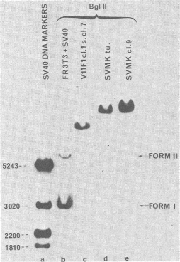 https://cdn.ncbi.nlm.nih.gov/pmc/blobs/231e/256552/dd3f6c1f382f/jvirol00147-0089-a.jpg