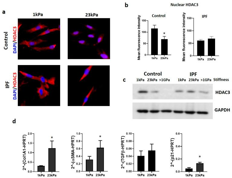 https://cdn.ncbi.nlm.nih.gov/pmc/blobs/2320/10093275/3102fe19005a/cells-12-01020-g005.jpg