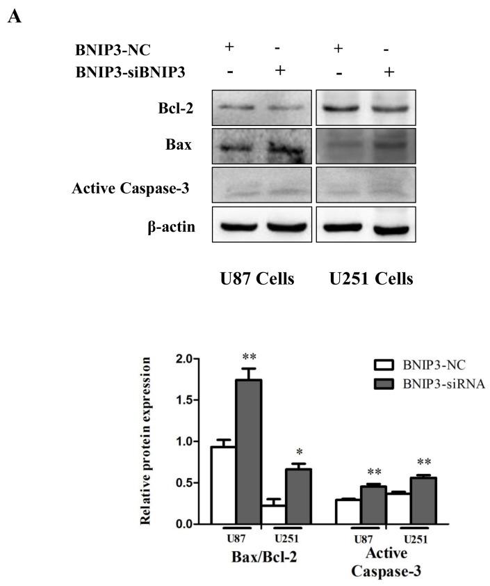 https://cdn.ncbi.nlm.nih.gov/pmc/blobs/2323/5617441/64e8d44d56fe/oncotarget-08-61510-g009.jpg