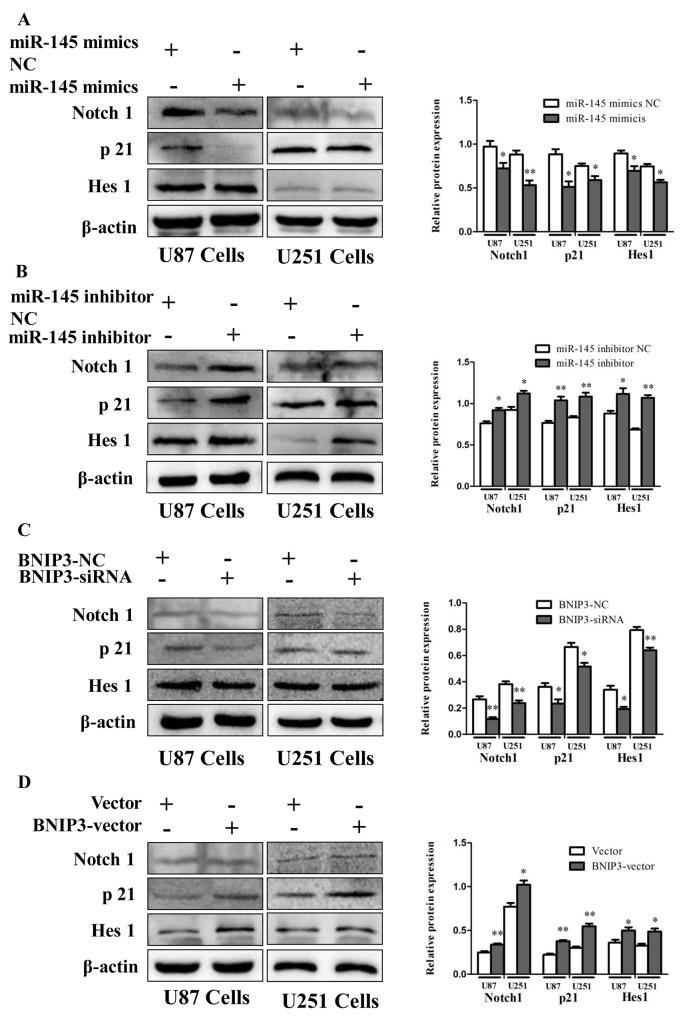 https://cdn.ncbi.nlm.nih.gov/pmc/blobs/2323/5617441/86a1af7964f8/oncotarget-08-61510-g011.jpg