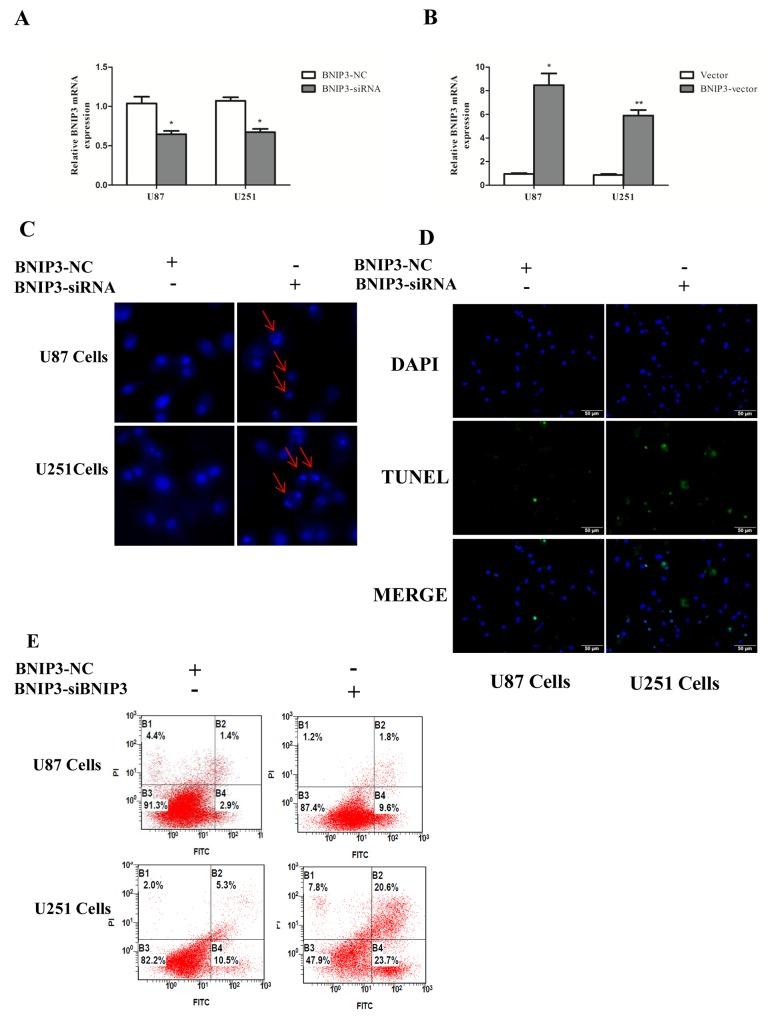 https://cdn.ncbi.nlm.nih.gov/pmc/blobs/2323/5617441/878e5e4886cd/oncotarget-08-61510-g008.jpg