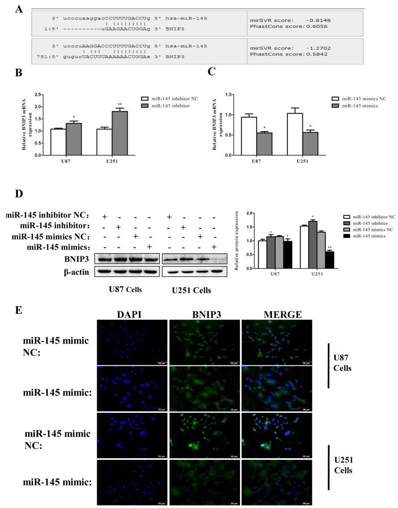 https://cdn.ncbi.nlm.nih.gov/pmc/blobs/2323/5617441/8ccf9f22b37d/oncotarget-08-61510-g006.jpg
