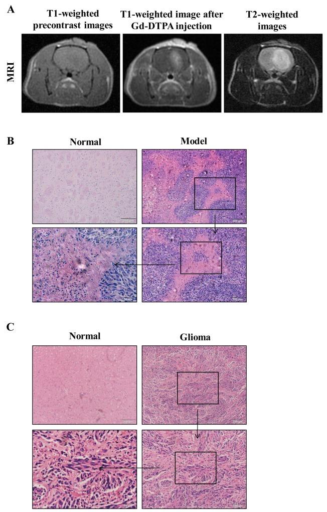 https://cdn.ncbi.nlm.nih.gov/pmc/blobs/2323/5617441/ae599c911bc7/oncotarget-08-61510-g001.jpg