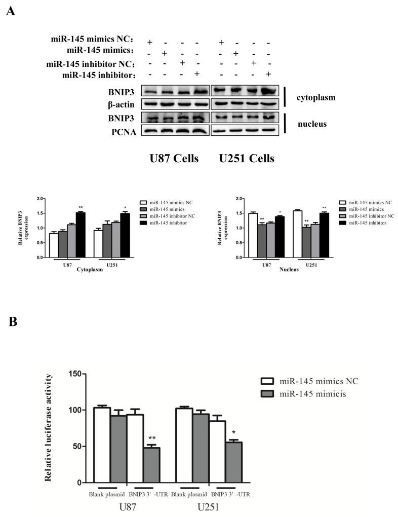 https://cdn.ncbi.nlm.nih.gov/pmc/blobs/2323/5617441/be4421b3be4b/oncotarget-08-61510-g007.jpg