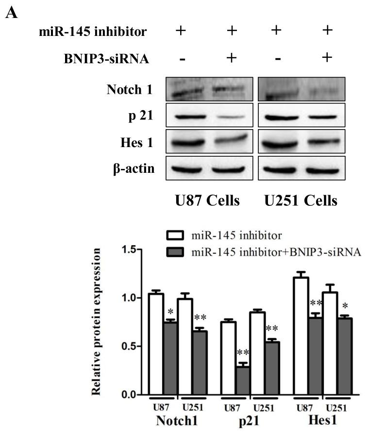 https://cdn.ncbi.nlm.nih.gov/pmc/blobs/2323/5617441/d94baffa6067/oncotarget-08-61510-g012.jpg