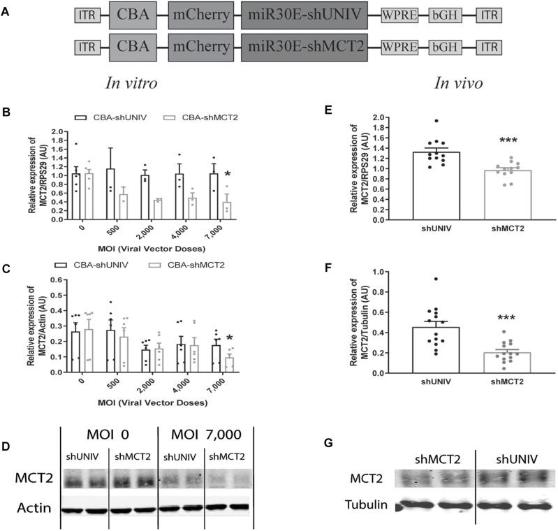 https://cdn.ncbi.nlm.nih.gov/pmc/blobs/2325/6710342/2ac0bce370b8/fnmol-12-00201-g003.jpg