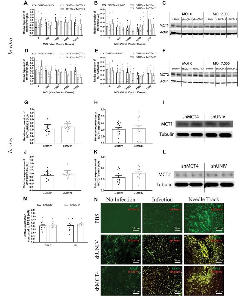 https://cdn.ncbi.nlm.nih.gov/pmc/blobs/2325/6710342/b56ecf7372d3/fnmol-12-00201-g006.jpg