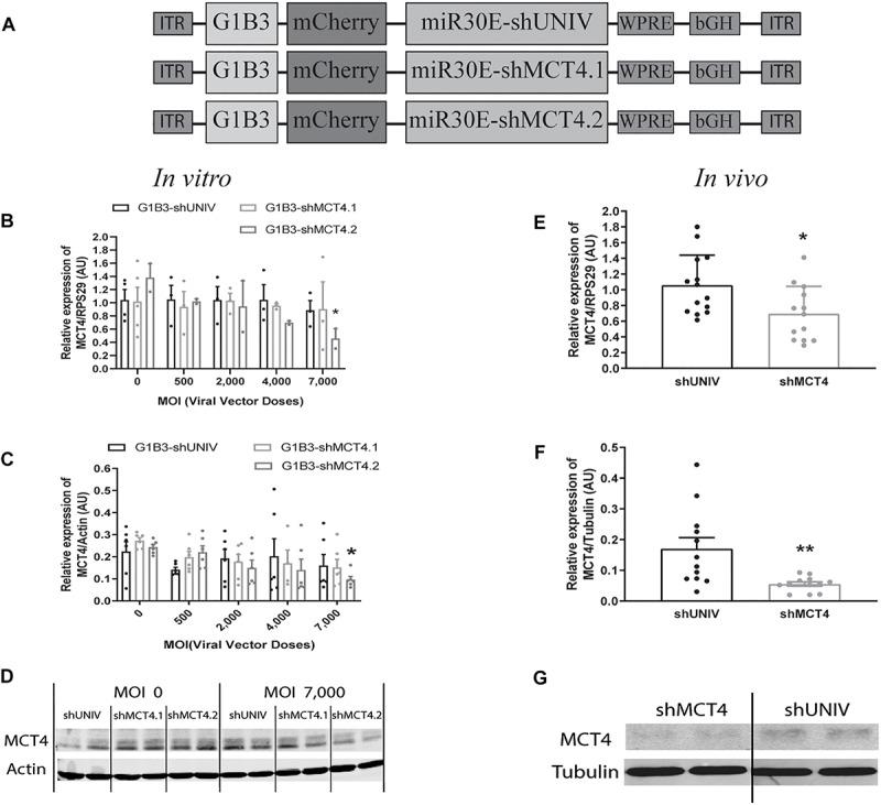 https://cdn.ncbi.nlm.nih.gov/pmc/blobs/2325/6710342/dfacac7ecde1/fnmol-12-00201-g005.jpg