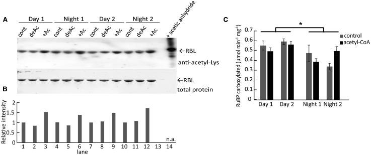 https://cdn.ncbi.nlm.nih.gov/pmc/blobs/2325/7557146/d6dbbe273fd3/BCJ-477-3885-g0003.jpg