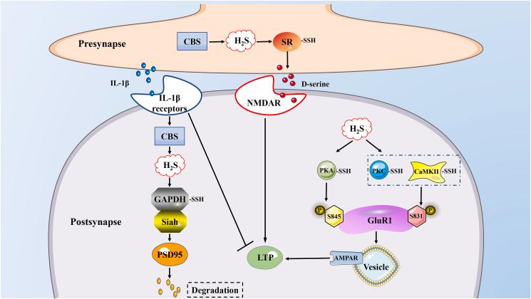 https://cdn.ncbi.nlm.nih.gov/pmc/blobs/2327/10363594/0c8b9ad15a33/gr3.jpg