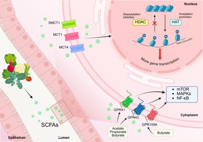 https://cdn.ncbi.nlm.nih.gov/pmc/blobs/2328/12090658/0298e9893fde/13287_2025_4386_Fig2_HTML.jpg