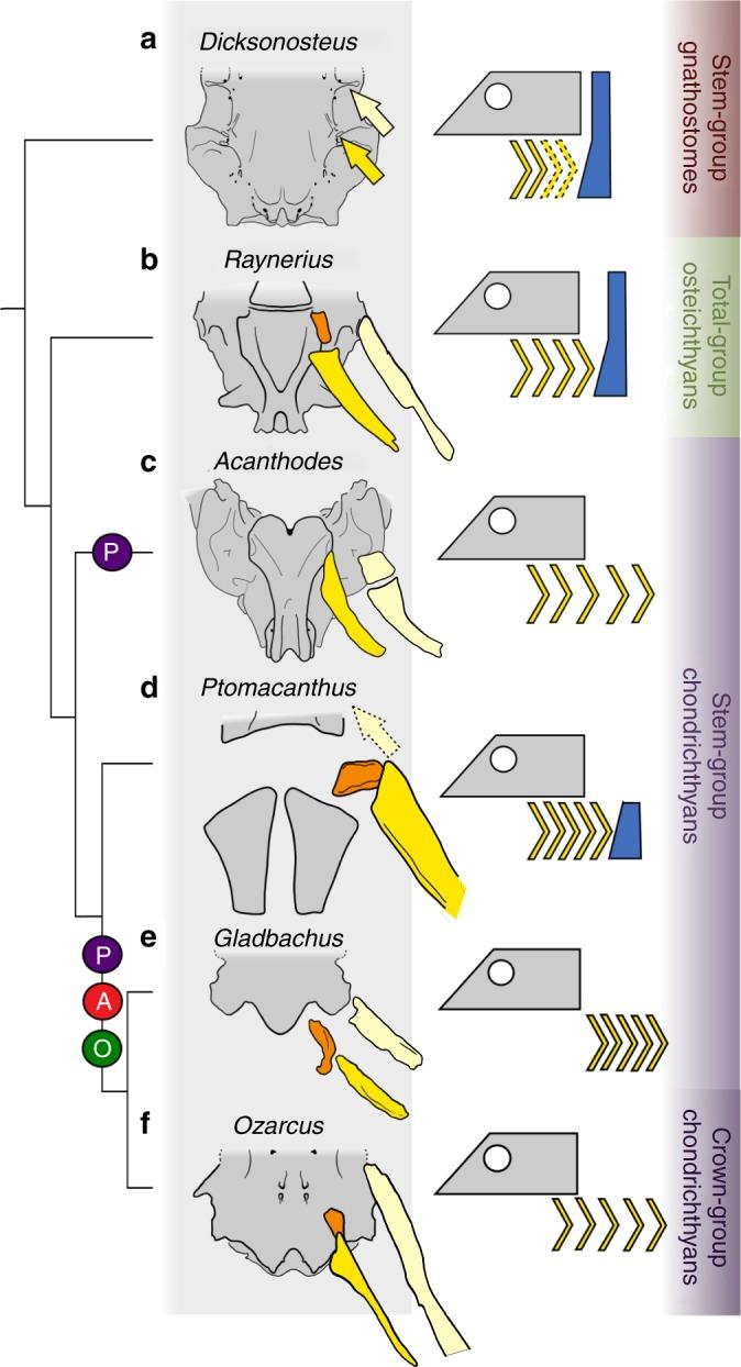 https://cdn.ncbi.nlm.nih.gov/pmc/blobs/2328/6499890/06ef36f73544/41467_2019_10032_Fig3_HTML.jpg