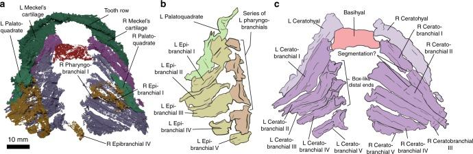 https://cdn.ncbi.nlm.nih.gov/pmc/blobs/2328/6499890/e9f39391483d/41467_2019_10032_Fig2_HTML.jpg