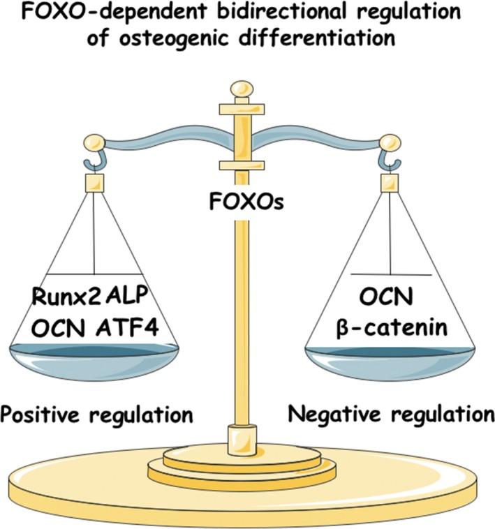 https://cdn.ncbi.nlm.nih.gov/pmc/blobs/232a/6496202/325af515c36f/CPR-52-e12540-g004.jpg