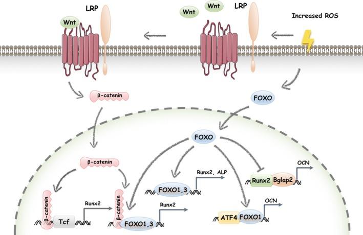 https://cdn.ncbi.nlm.nih.gov/pmc/blobs/232a/6496202/82c9168044e1/CPR-52-e12540-g002.jpg
