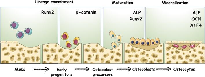https://cdn.ncbi.nlm.nih.gov/pmc/blobs/232a/6496202/db3374440452/CPR-52-e12540-g001.jpg