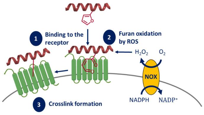 https://cdn.ncbi.nlm.nih.gov/pmc/blobs/232b/8838016/0bfbc48ea6aa/molecules-27-00778-g010.jpg