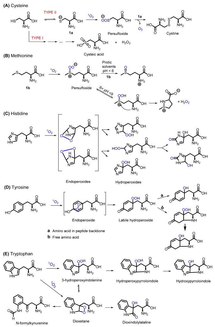 https://cdn.ncbi.nlm.nih.gov/pmc/blobs/232b/8838016/808737b5ede2/molecules-27-00778-g003.jpg