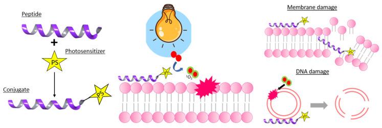 https://cdn.ncbi.nlm.nih.gov/pmc/blobs/232b/8838016/8cd3e1343586/molecules-27-00778-g017.jpg