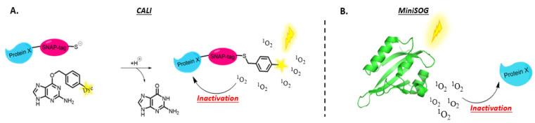 https://cdn.ncbi.nlm.nih.gov/pmc/blobs/232b/8838016/92bb50eb3dcf/molecules-27-00778-g011.jpg