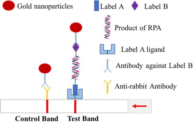 https://cdn.ncbi.nlm.nih.gov/pmc/blobs/232c/6530510/68527f41795b/fmicb-10-01004-g001.jpg