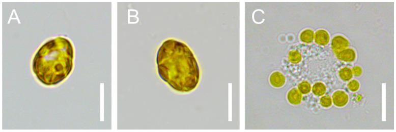 https://cdn.ncbi.nlm.nih.gov/pmc/blobs/2333/11433799/e8a7a1222477/microorganisms-12-01834-g003.jpg