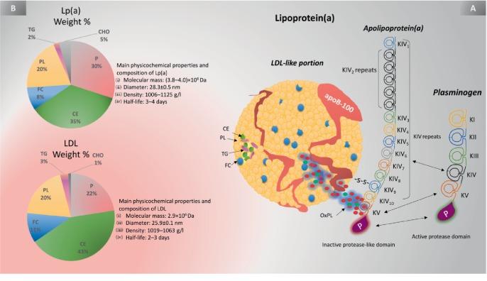 https://cdn.ncbi.nlm.nih.gov/pmc/blobs/2334/7016456/d51b7d56106c/JL2020-3491764.001.jpg