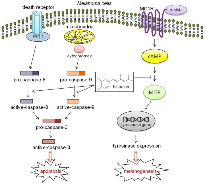 https://cdn.ncbi.nlm.nih.gov/pmc/blobs/2337/3907864/b3b05a0ce9ab/ijms-15-01201f8.jpg