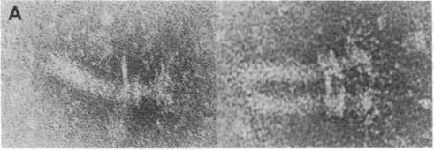 https://cdn.ncbi.nlm.nih.gov/pmc/blobs/2339/299320/0be82fdfea35/pnas00336-0135-a.jpg
