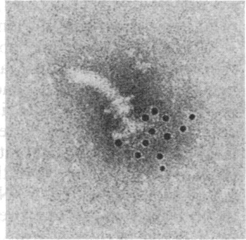 https://cdn.ncbi.nlm.nih.gov/pmc/blobs/2339/299320/157b24f674a6/pnas00336-0135-h.jpg