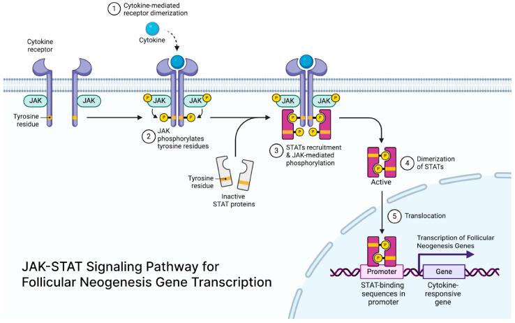 https://cdn.ncbi.nlm.nih.gov/pmc/blobs/233d/12153676/7902af07b129/cells-14-00779-g002.jpg