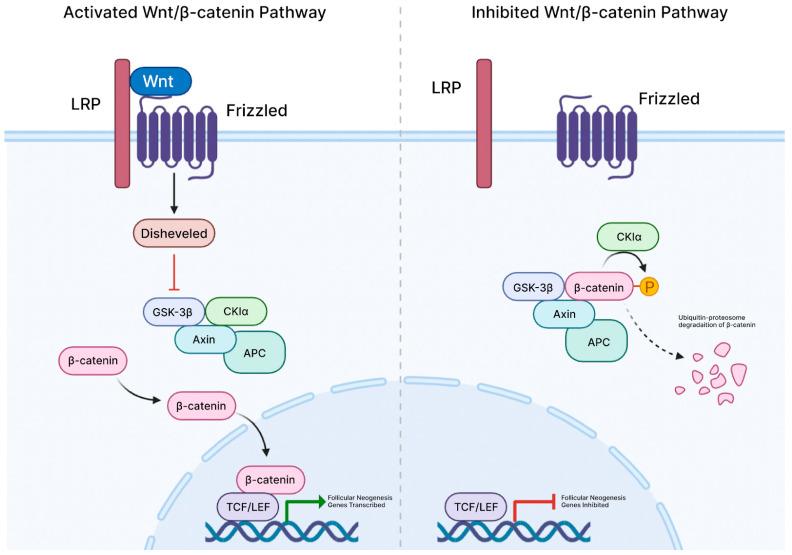 https://cdn.ncbi.nlm.nih.gov/pmc/blobs/233d/12153676/87a2d56f8167/cells-14-00779-g001.jpg