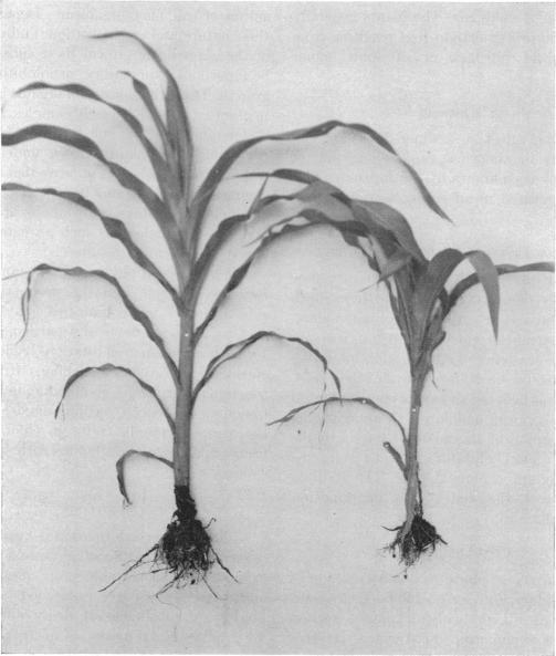 https://cdn.ncbi.nlm.nih.gov/pmc/blobs/2341/441220/1aacb01ae169/bactrev00141-0111-a.jpg